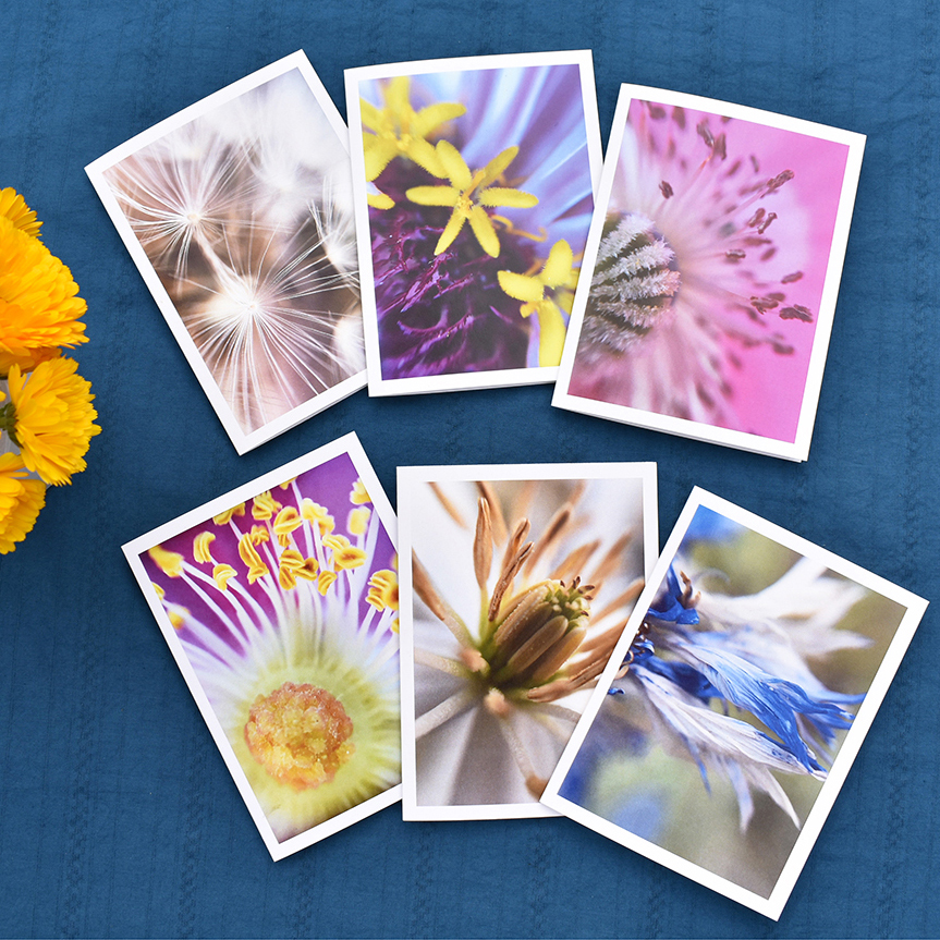 6 macro flower photo greeting cards