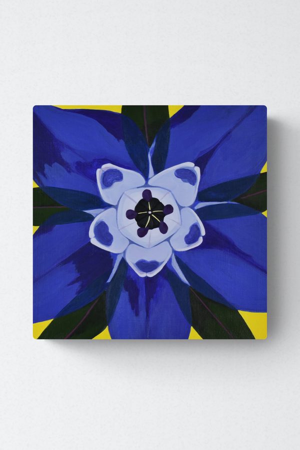 square borage flower painting by Amy Daileda on white wall
