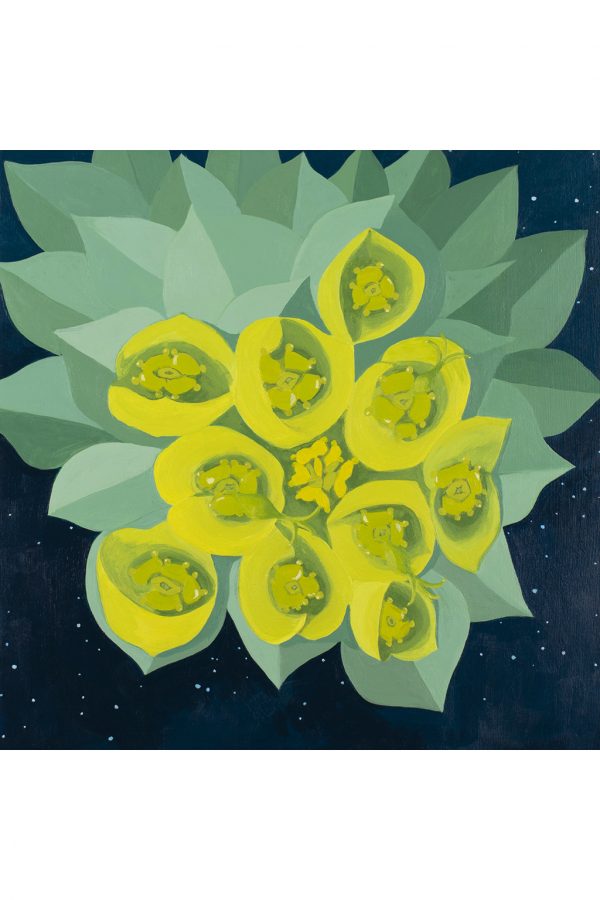 acrylic painting of a closeup view of the flowers of Euphorbia with stars in the background