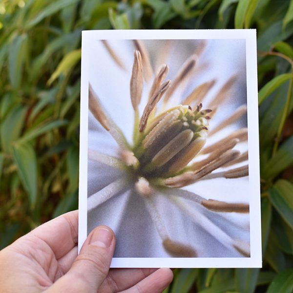 macro photo of a clematis flower, on a greeting card