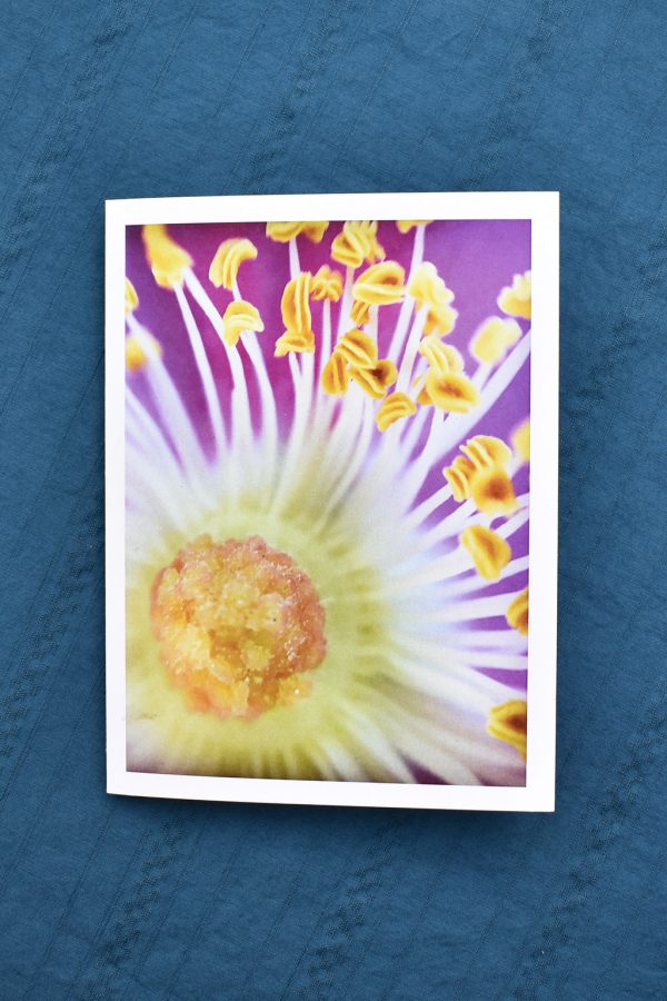 close up of nootka rose flower on a greeting card with thin white border