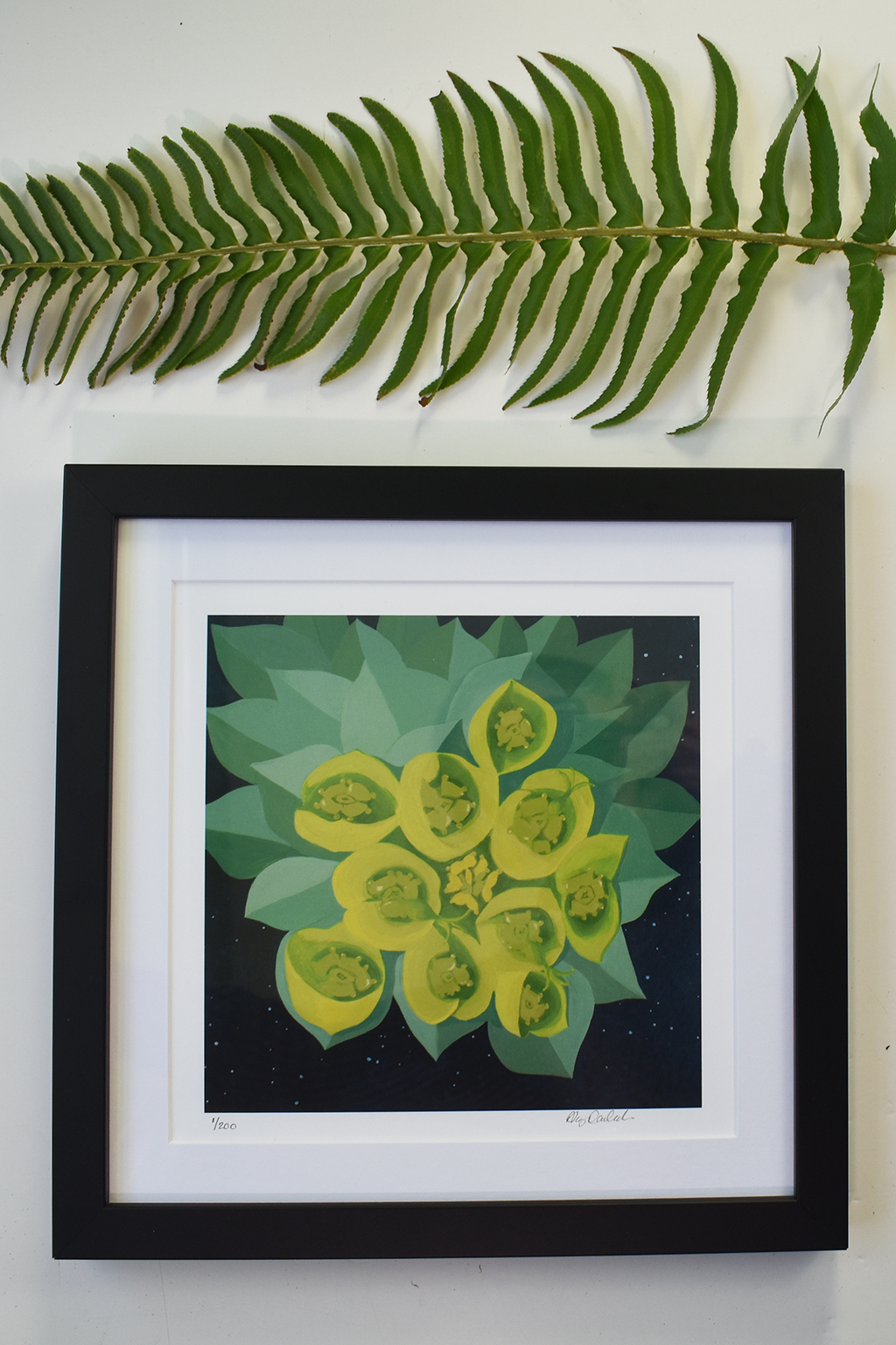 “Euphorbia” Matted & Framed Print