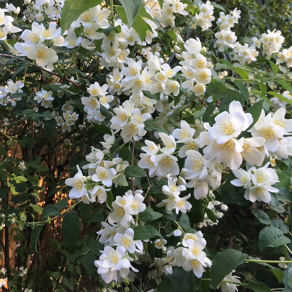 portland native plant mock orange blooming with white flowers